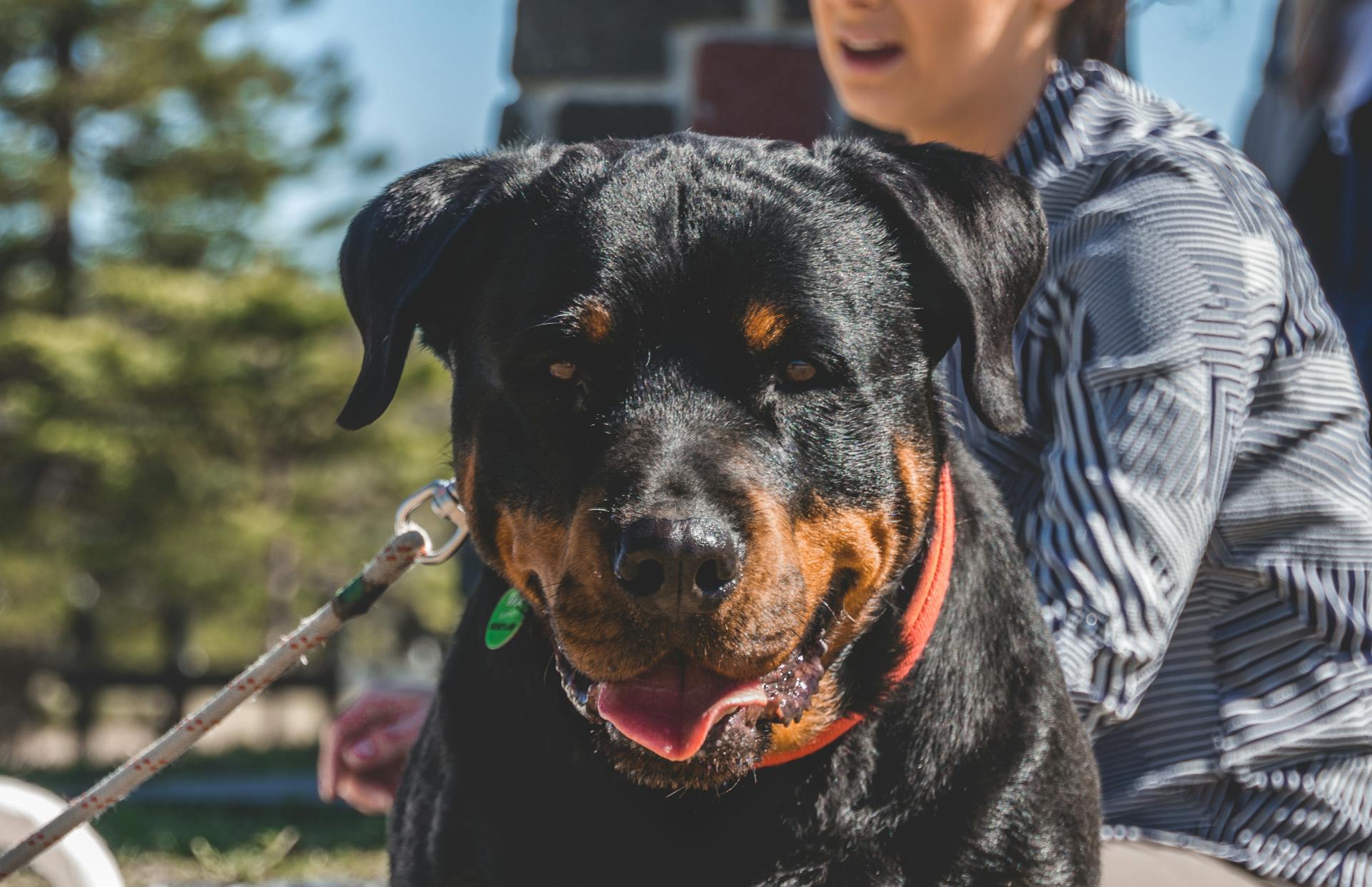 Rottweiler breed history