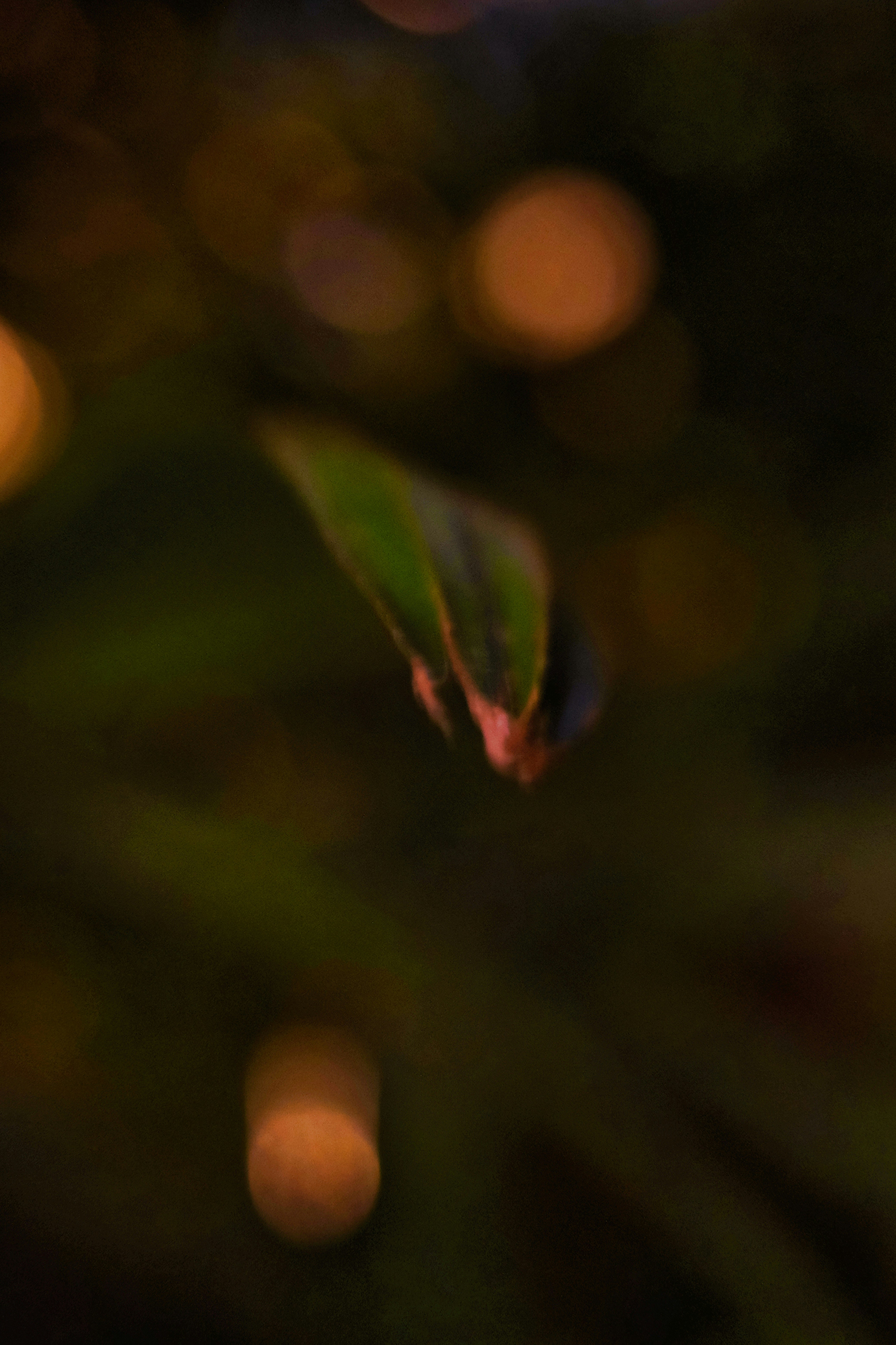 a close up of a flower