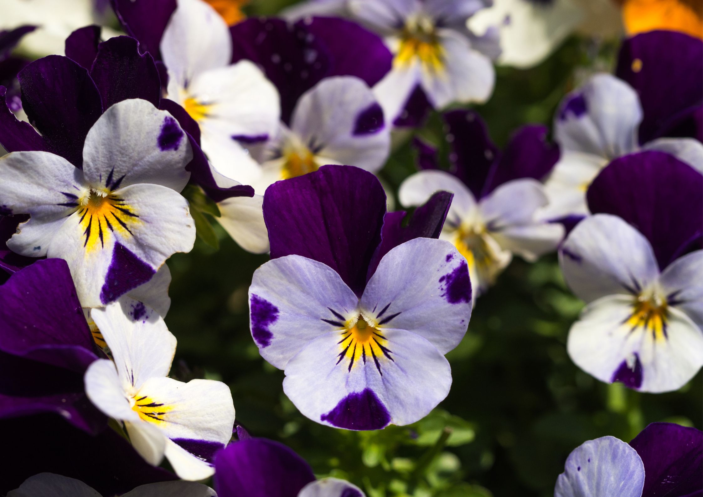 Colourful pansies in a garden pot