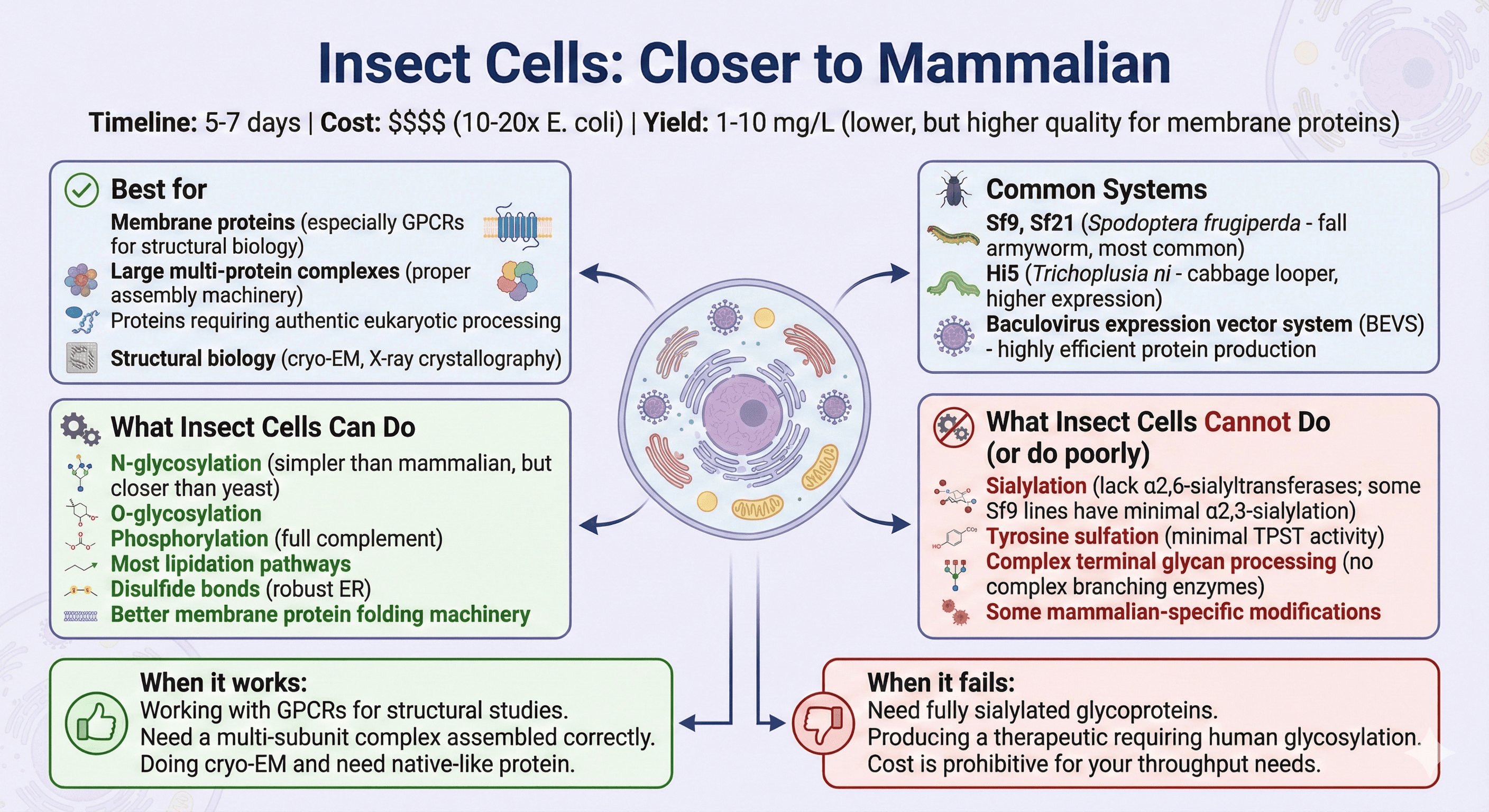 Insect Cell Expression System Diagram