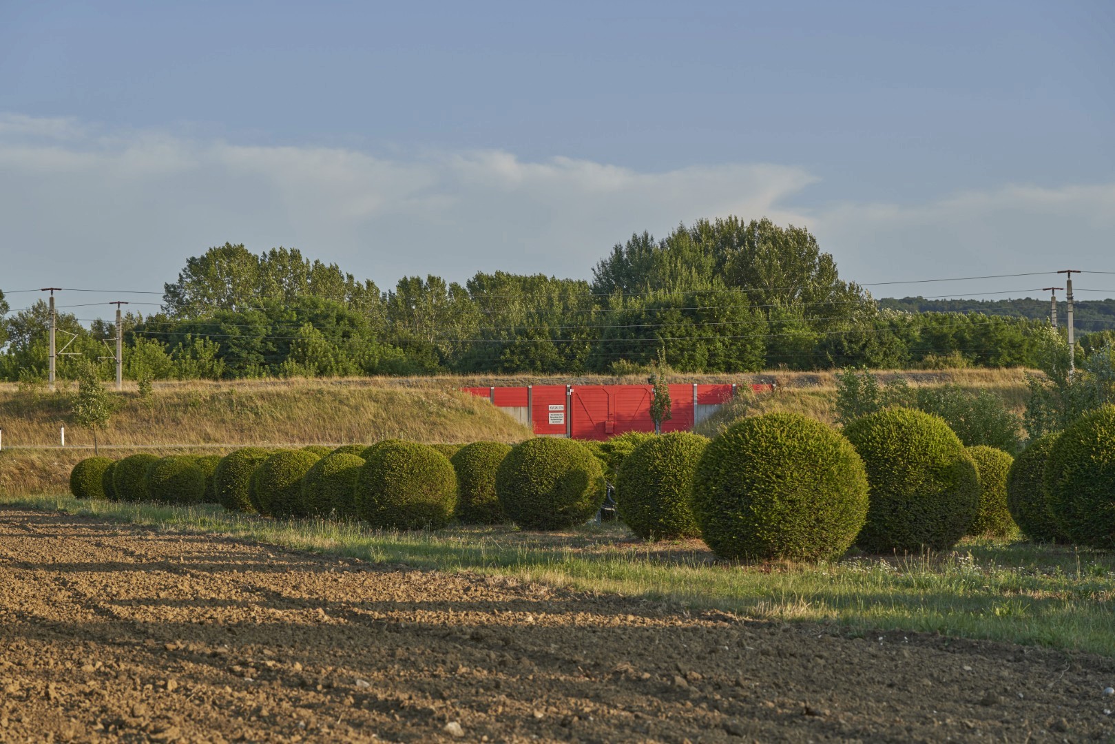 Taxus baccata Kugel mit dichtem, dunkelgrünem Nadelkleid und gleichmäßig kugelförmig geschnittener Krone.
