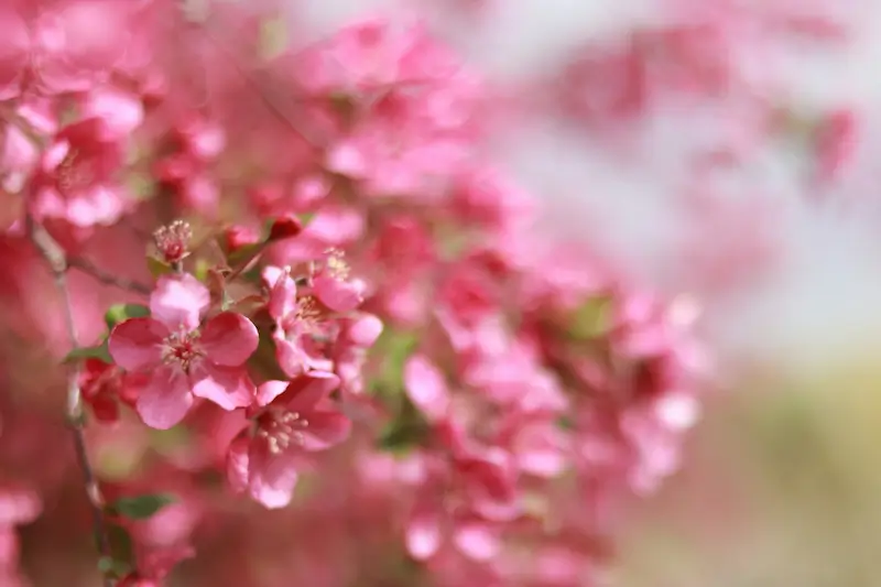 Rosa Blüten im Detail