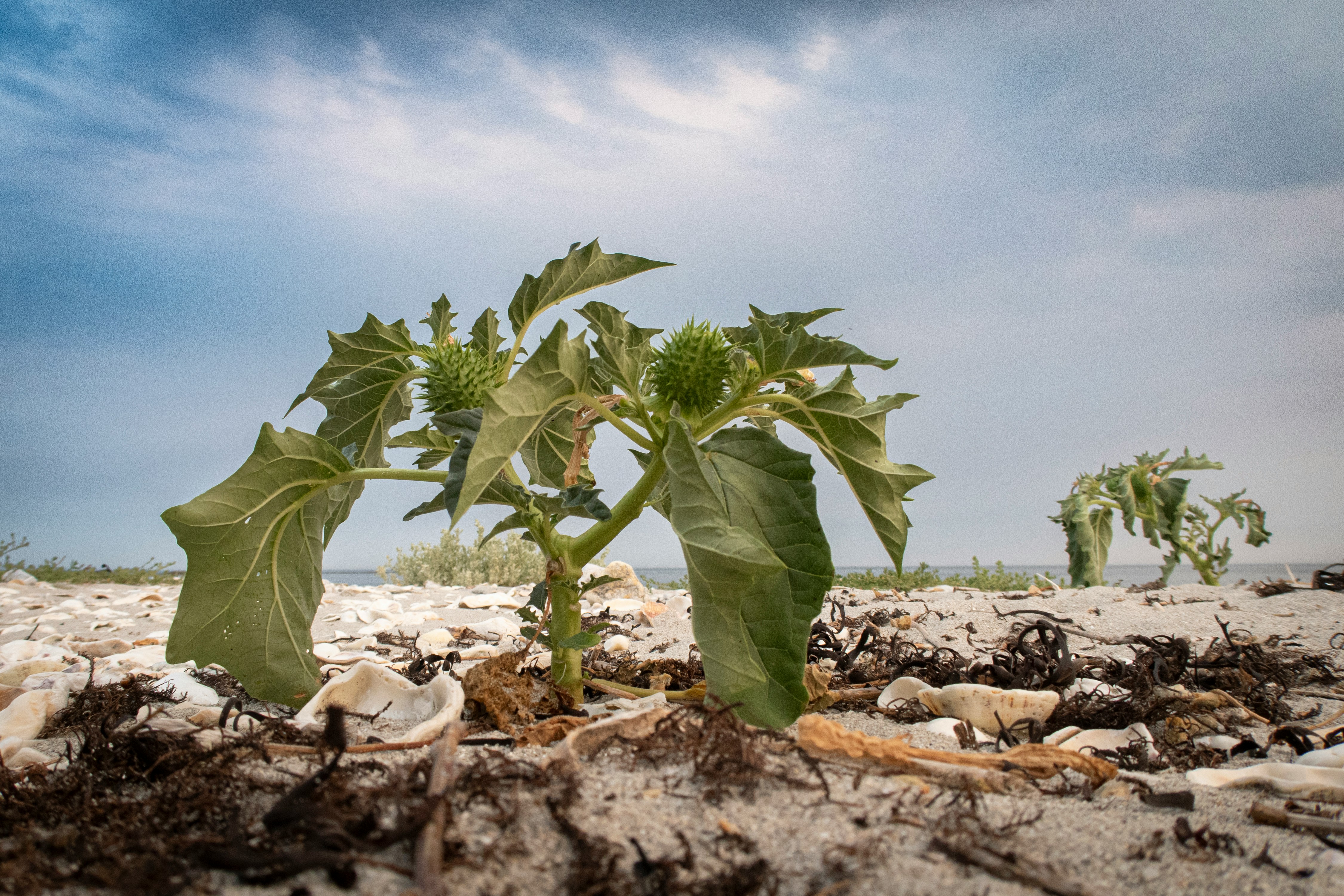 Spiky green plants grow on a sandy shore.