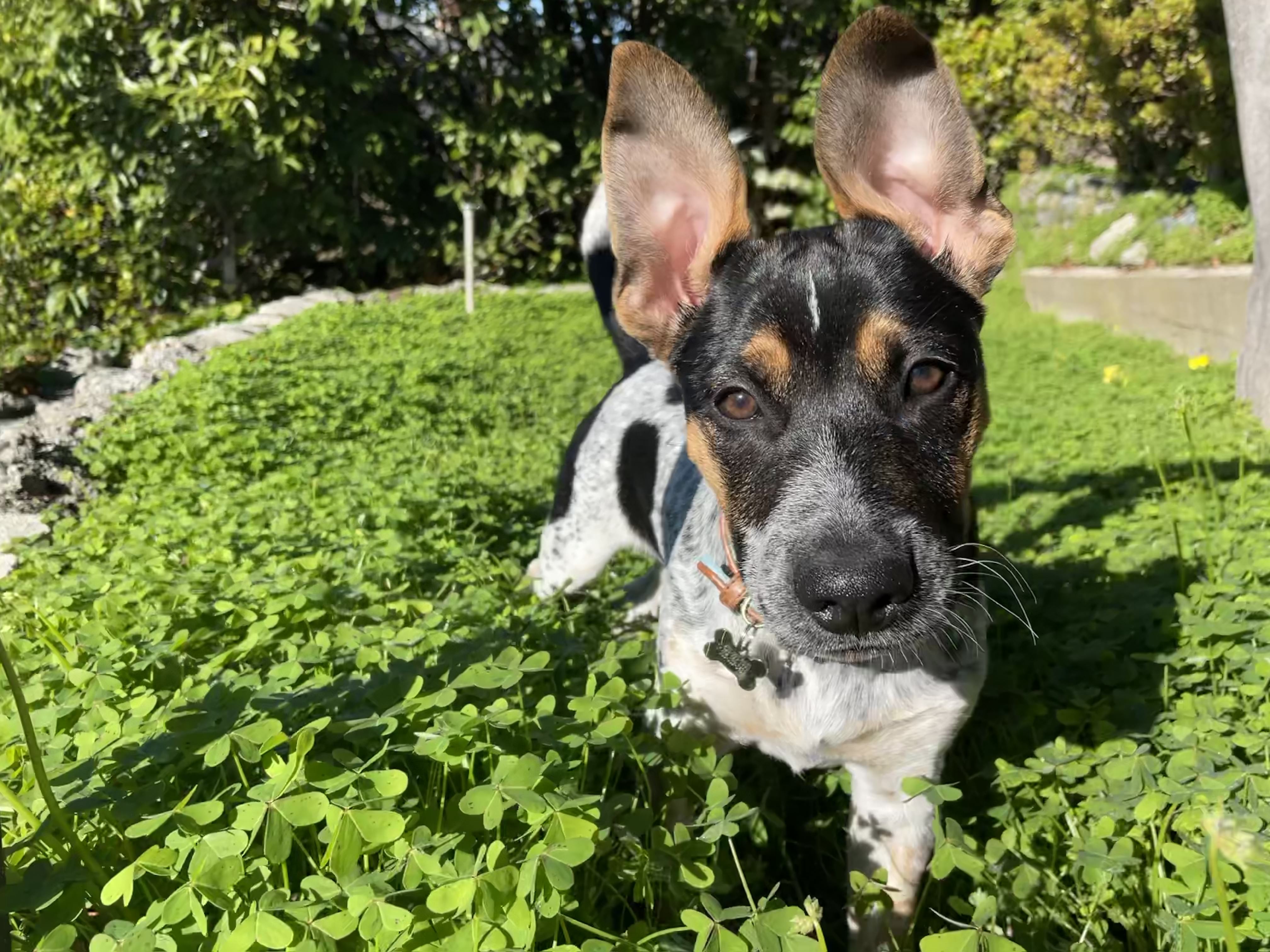 Zazu standing in a bed of green flowers.