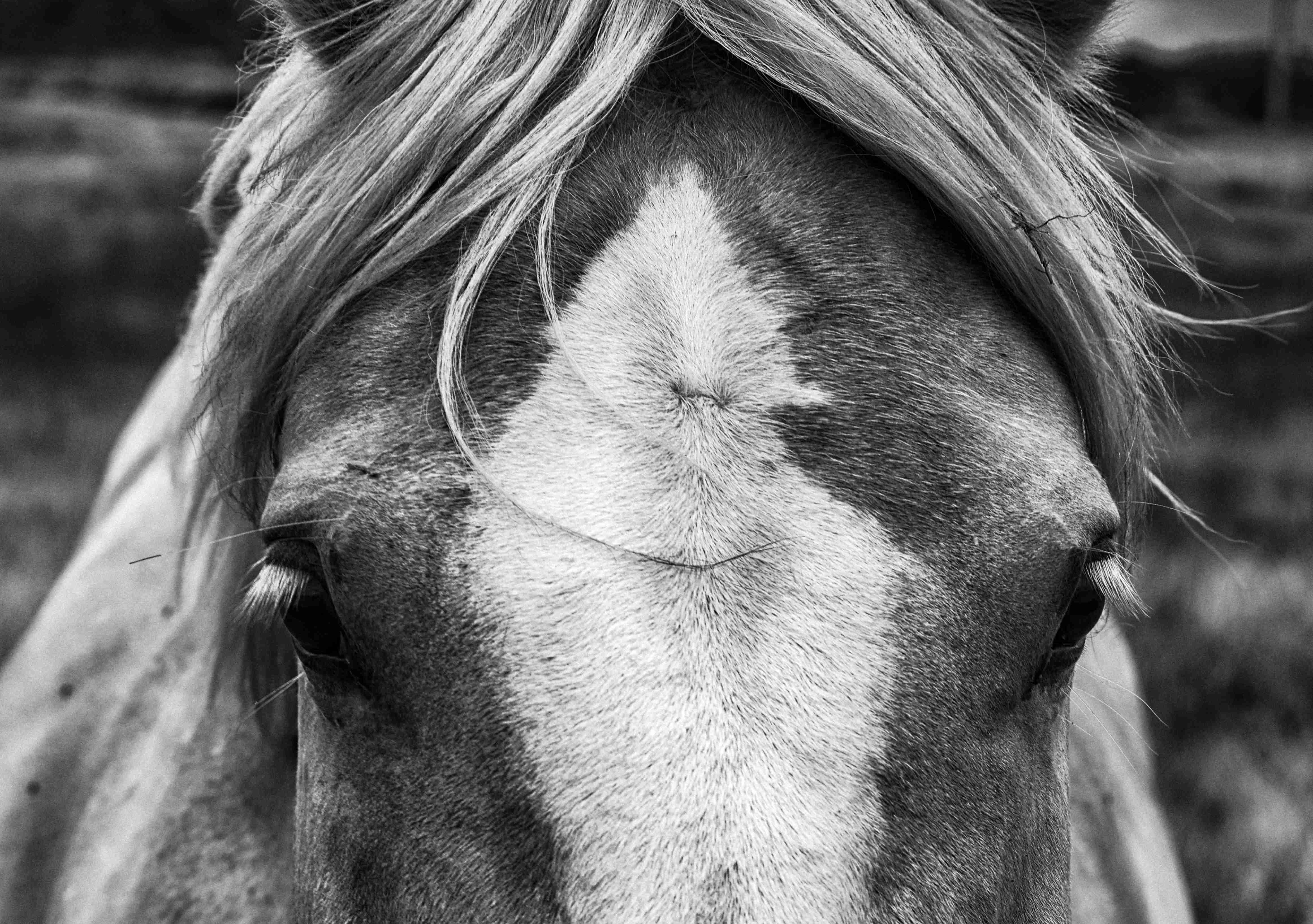 Black and white equine