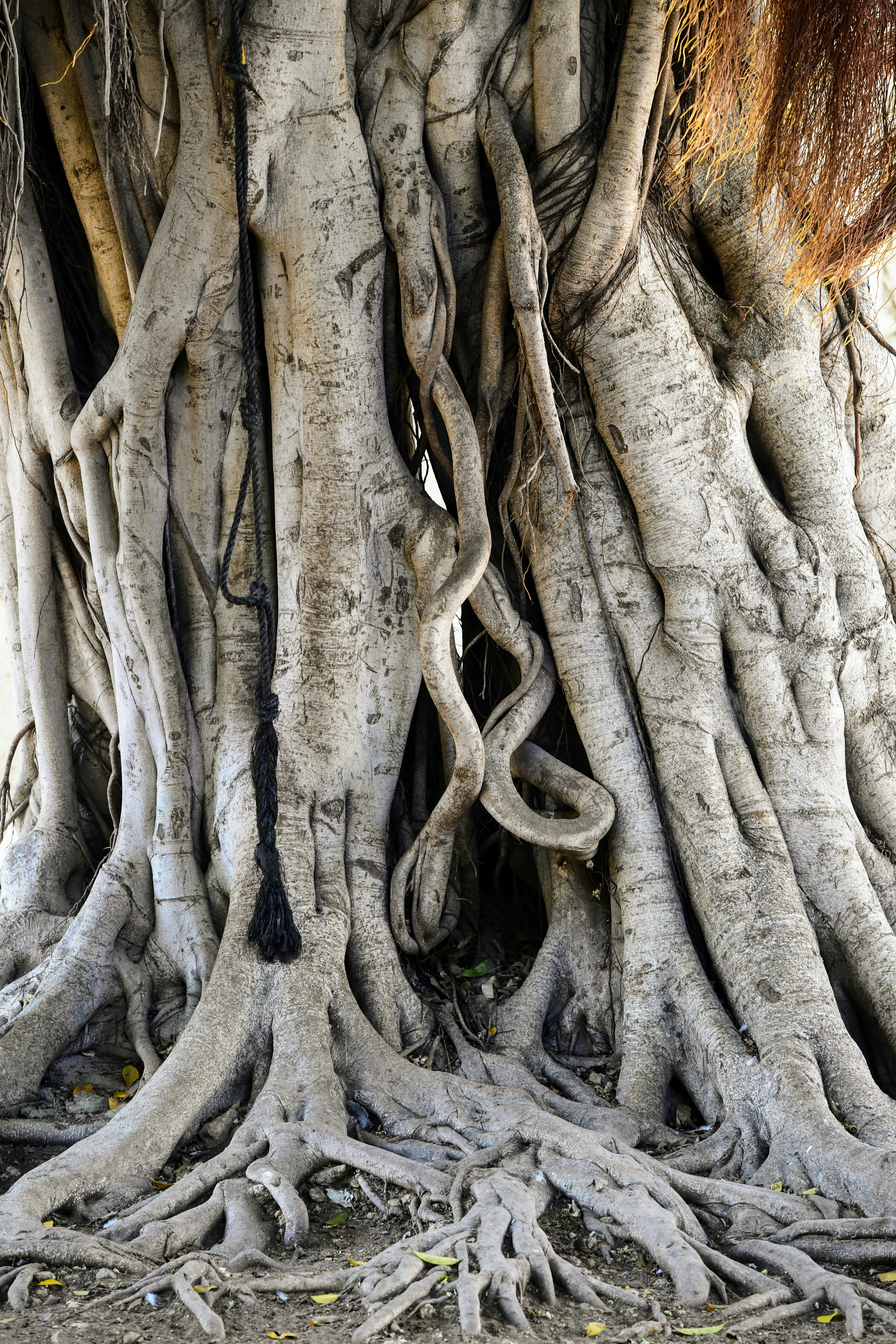 Twisted tree roots, design inspiration for the Loops Lamp by noknok Studio