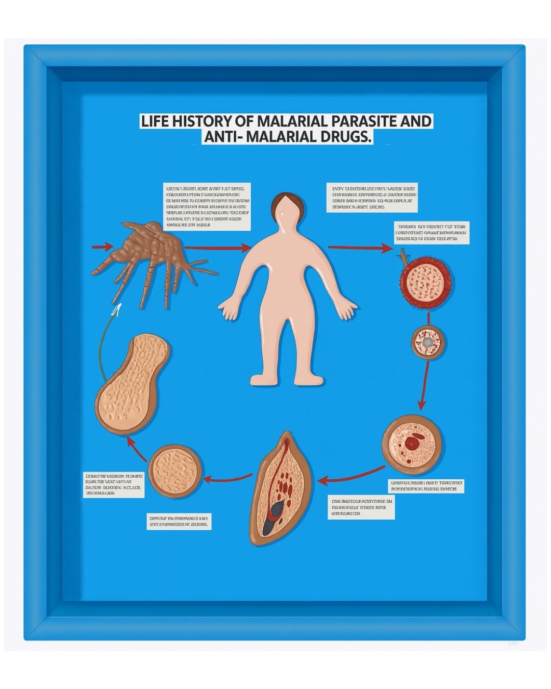 Life Cycle of Malarial Parasite & Anti-Malarial Drugs