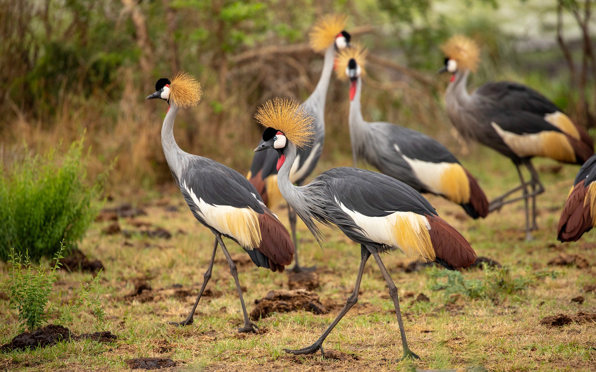 A siege of grey crowned cranes
