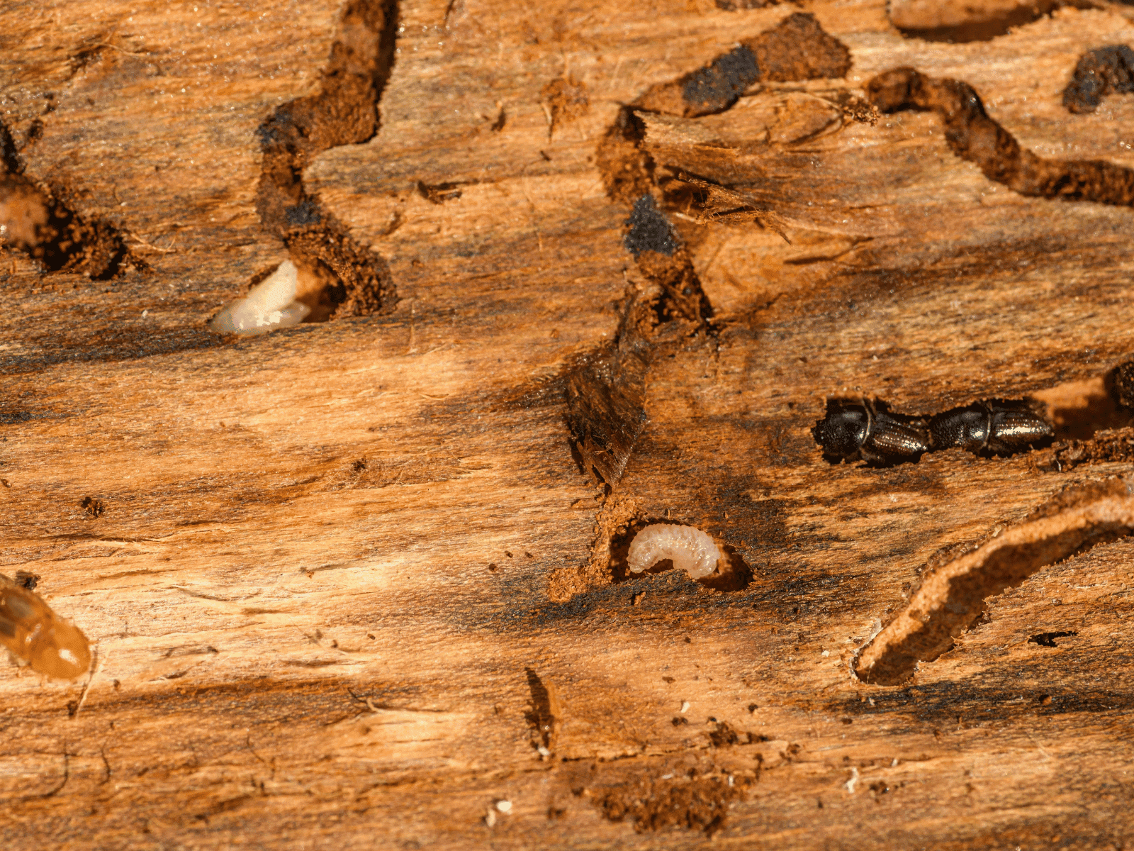 Termite wood damage