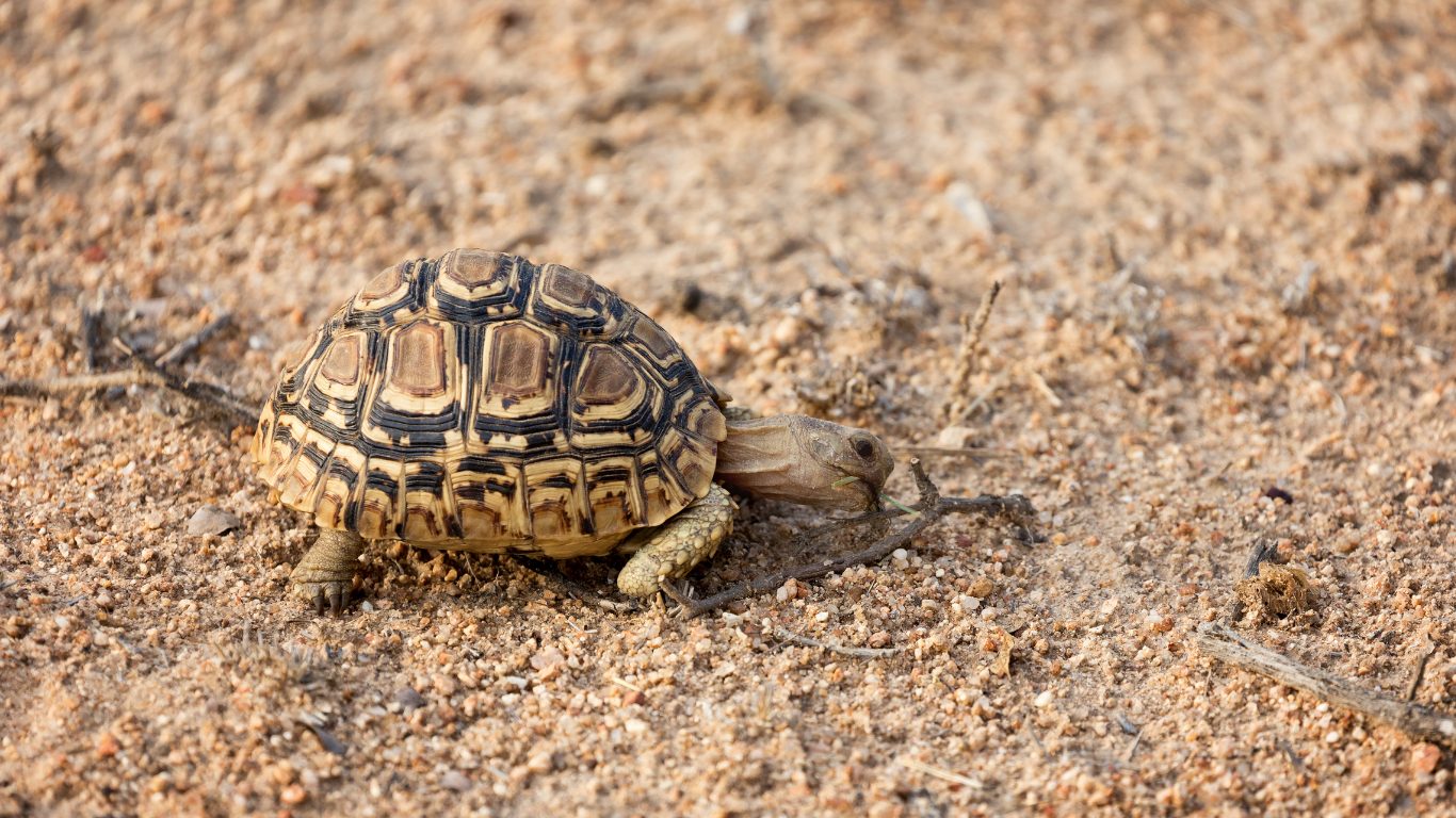 Shell and Longevity