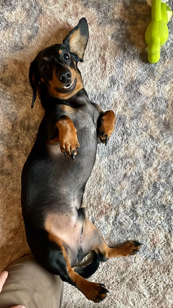 happy puppy portrait