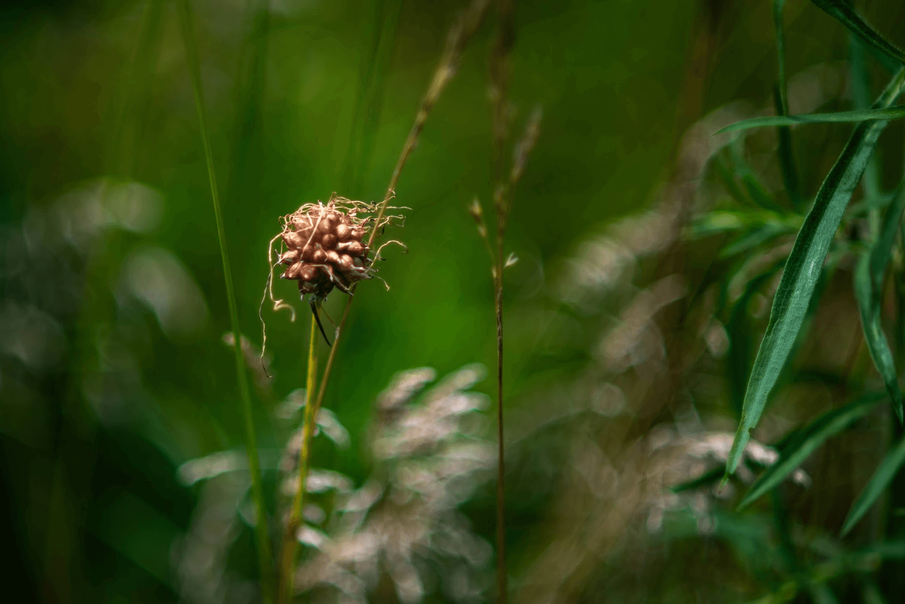 wild garlic bulbils