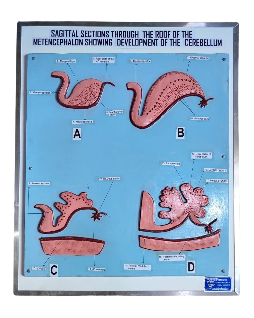 Sagittal Sections of Cerebellum