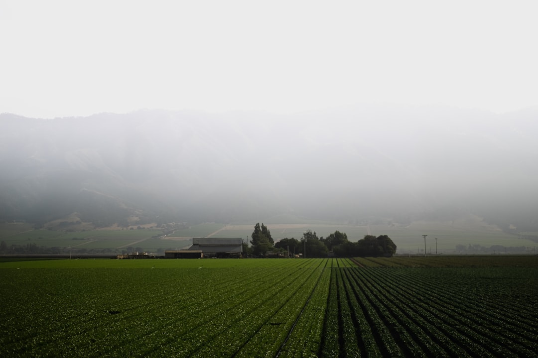 Flat agricultural field with crop rows stretching toward a farm and misty mountains beyond.