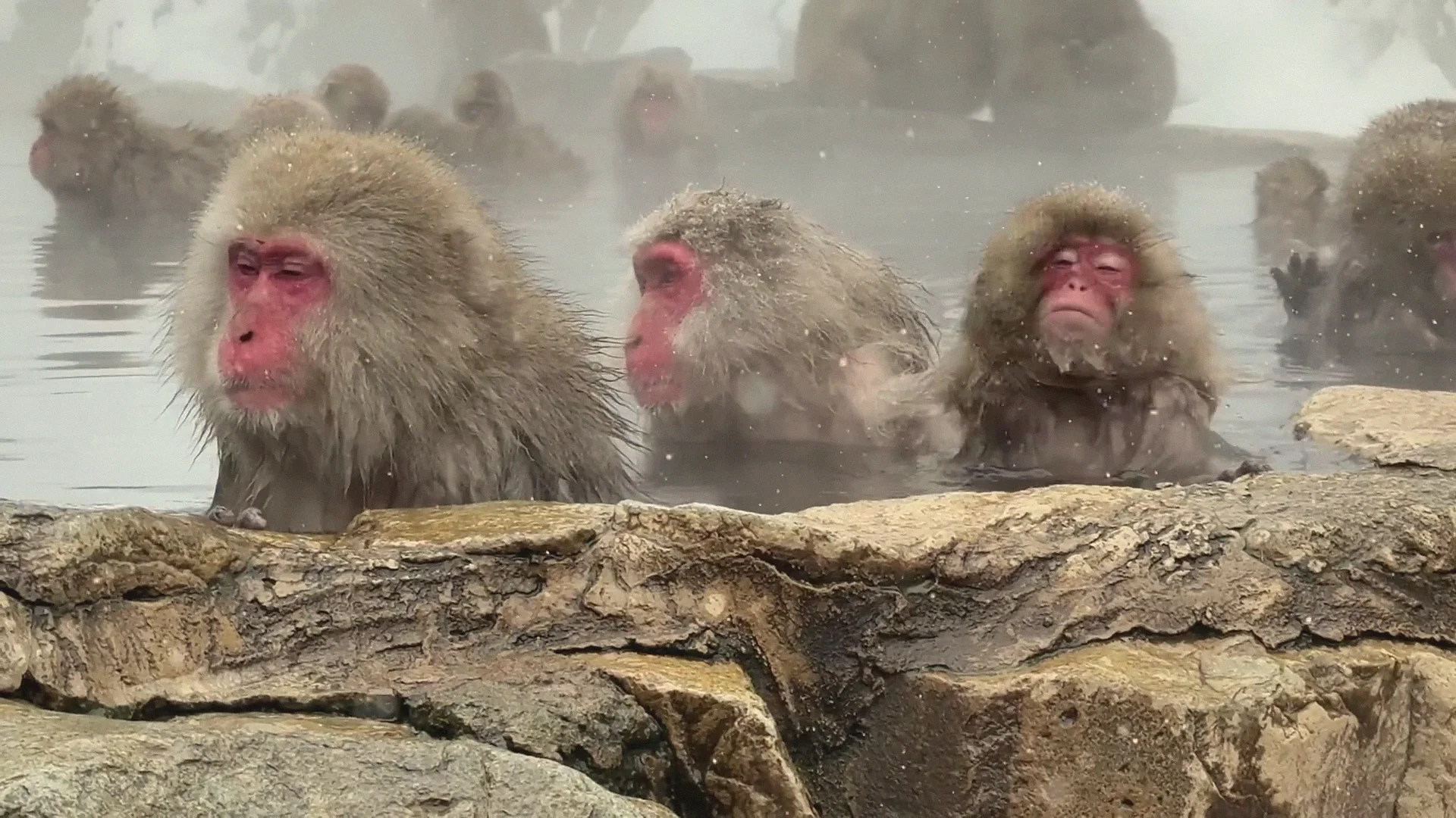 Three snow monkeys soaking in the steaming hot spring with snow falling around them, eyes half-closed, winter