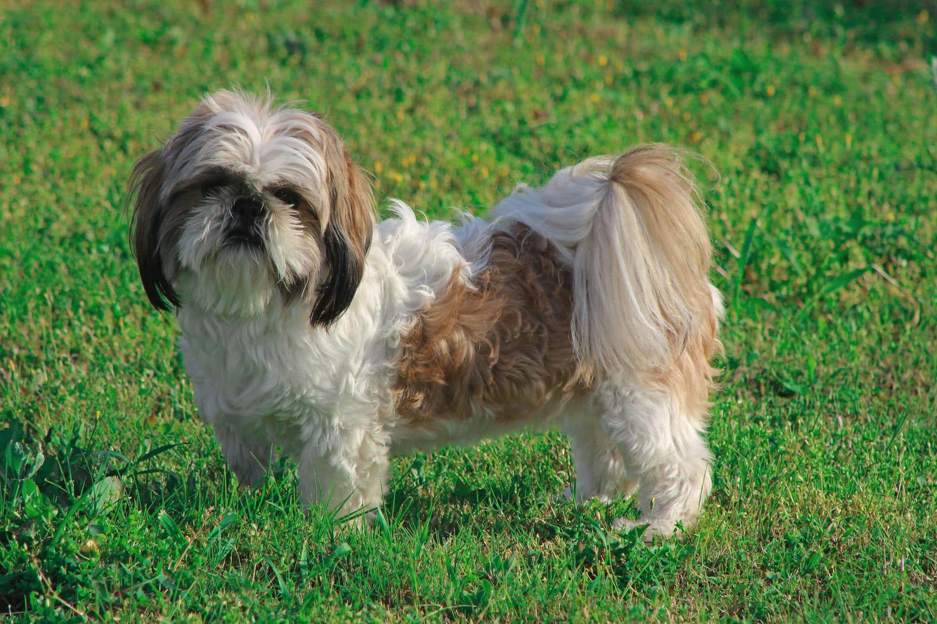 A Shih Tzu is standing and looking straight at something outside.