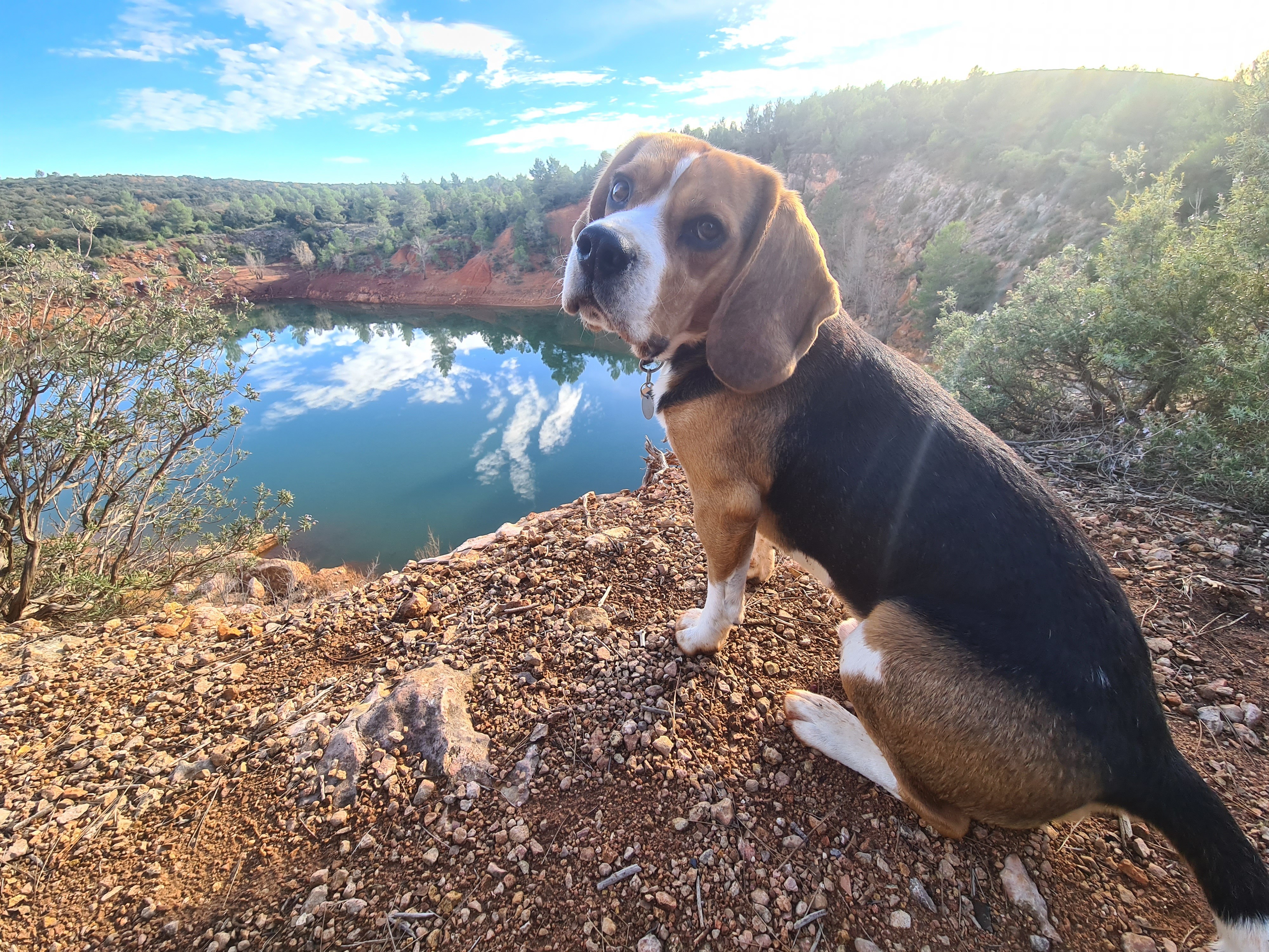 A beagle sits on rocky ground overlooking a calm lake surrounded by trees and hills, with blue sky and clouds reflected in the water.