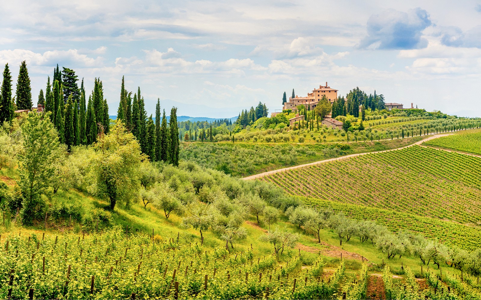 Vinhas e ciprestes na paisagem da região de Chianti, Toscana, Itália.