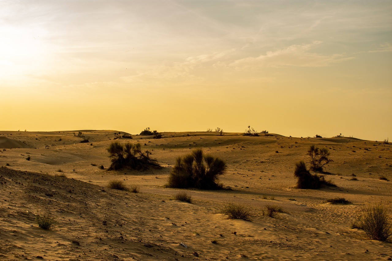 The golden hour in a desert landscape in Dubai with sand dunes and scattered shrubs.&nbsp;
