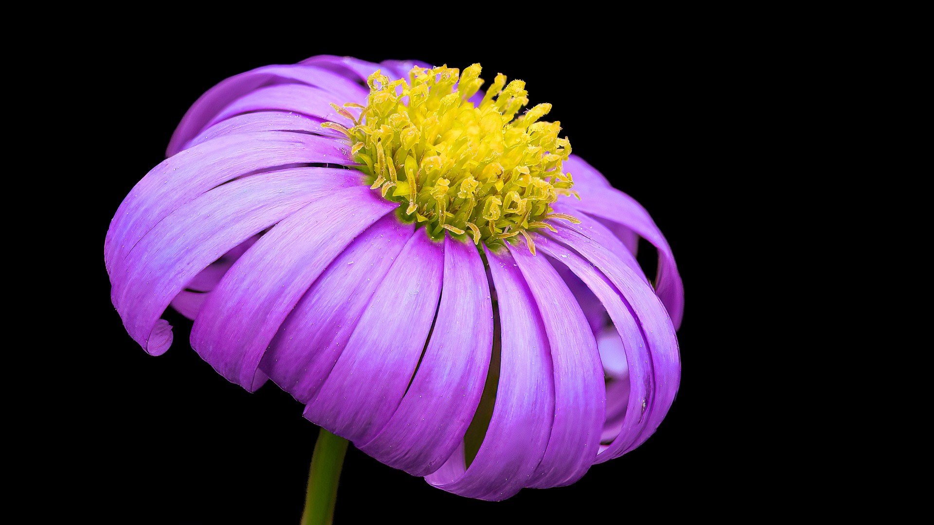 Single flower yielding under its weight. Cover image for Before You Motivate. Photo by Mats Soomre. #MomentsBySoomre