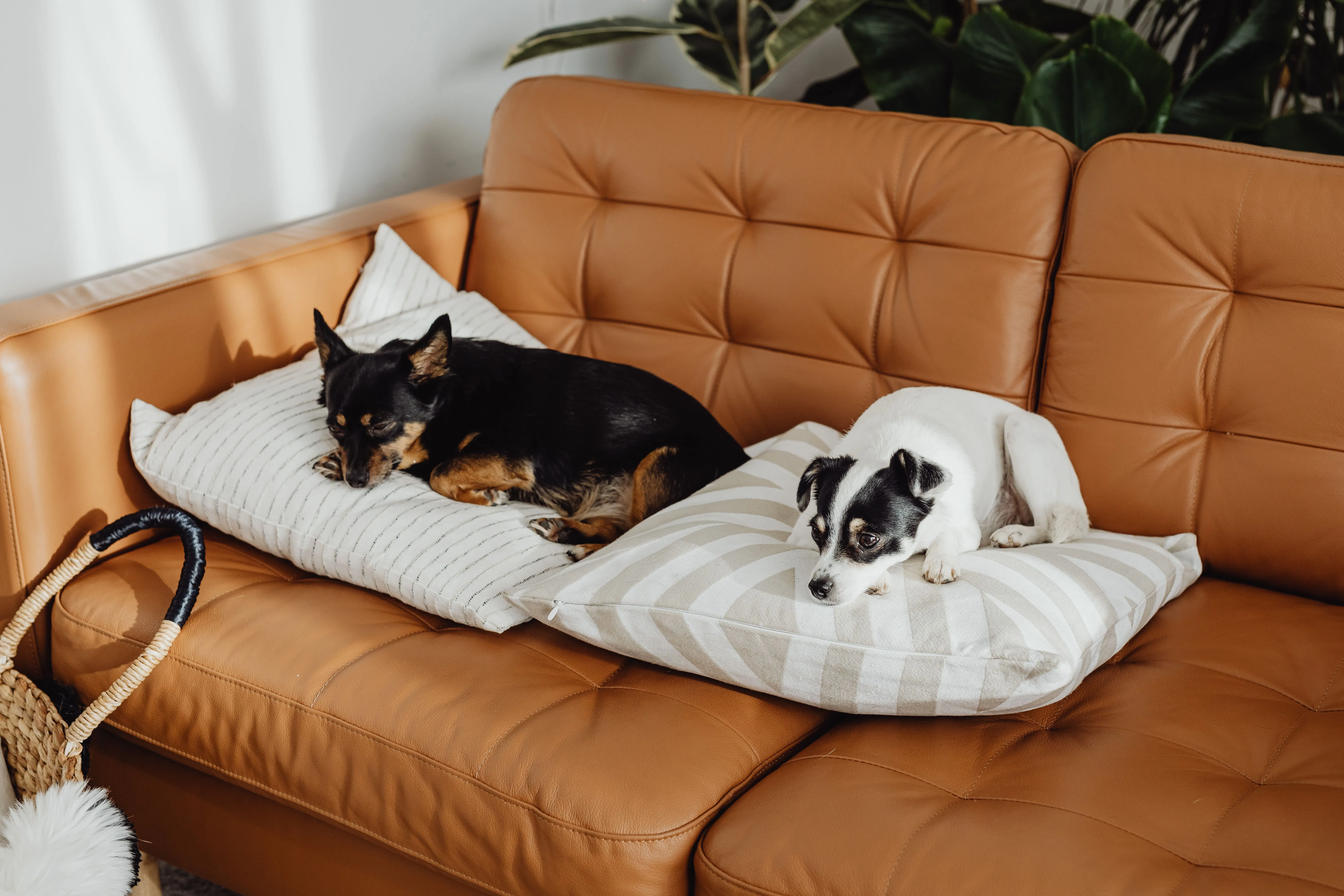 two dogs sleeping on a couch