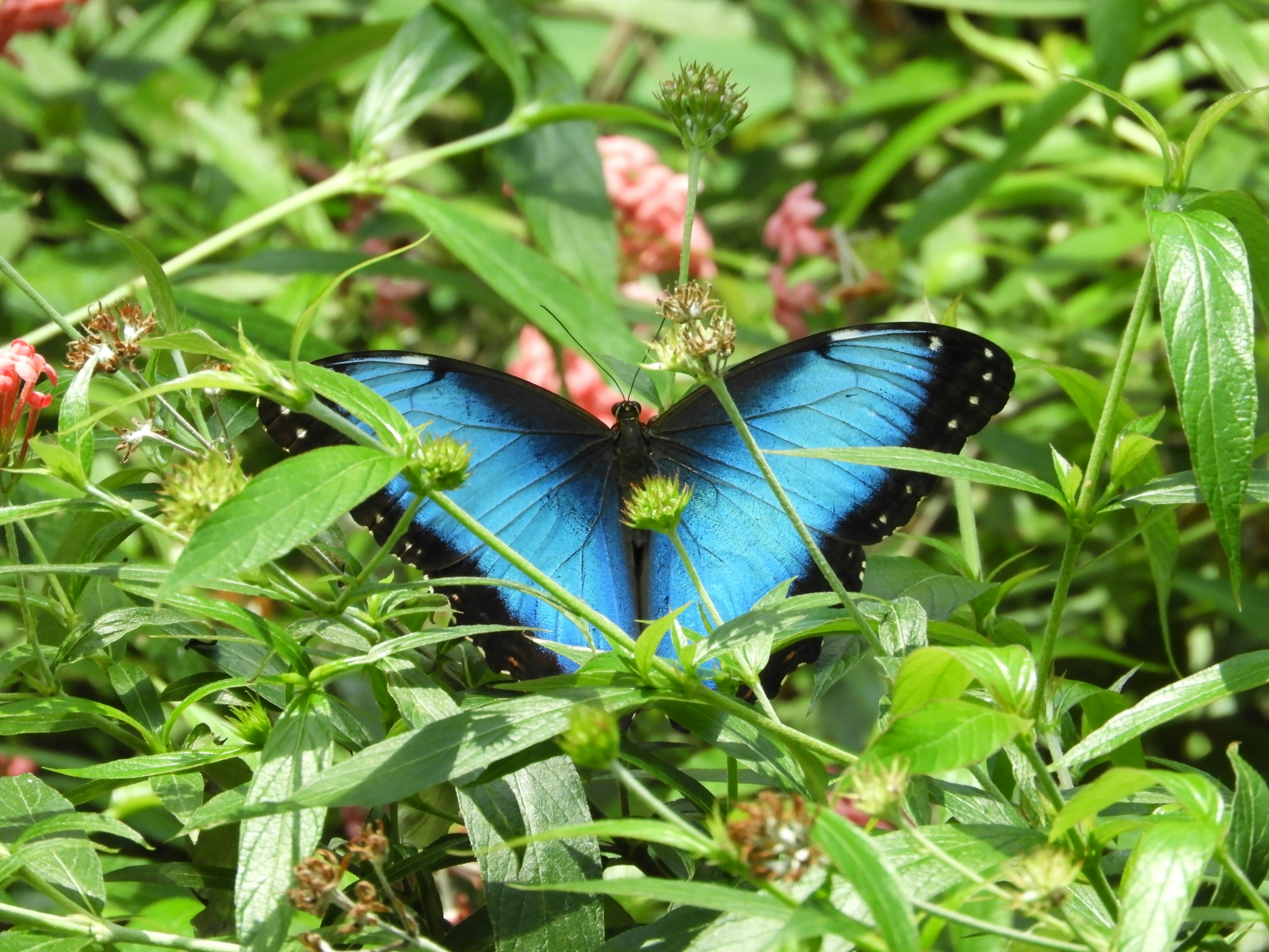 a blue butterfly sitting on top of a lush green field