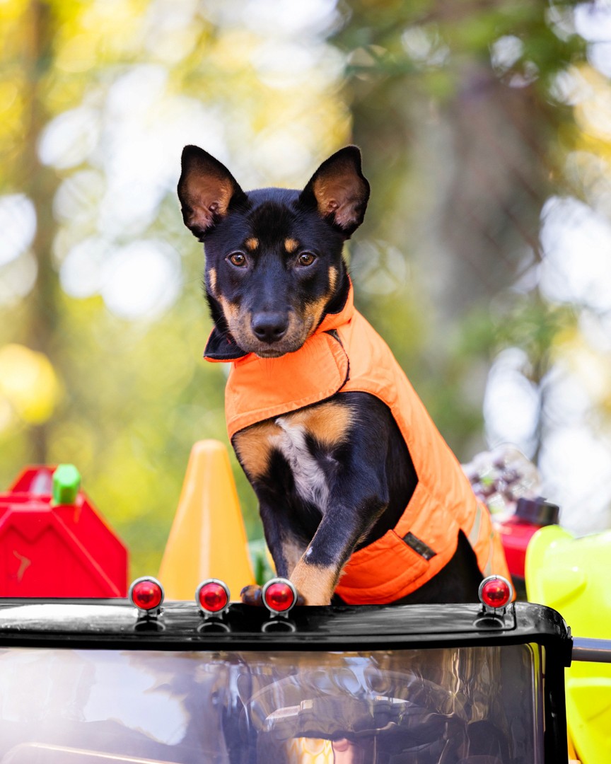 Working breed puppy on toy truck