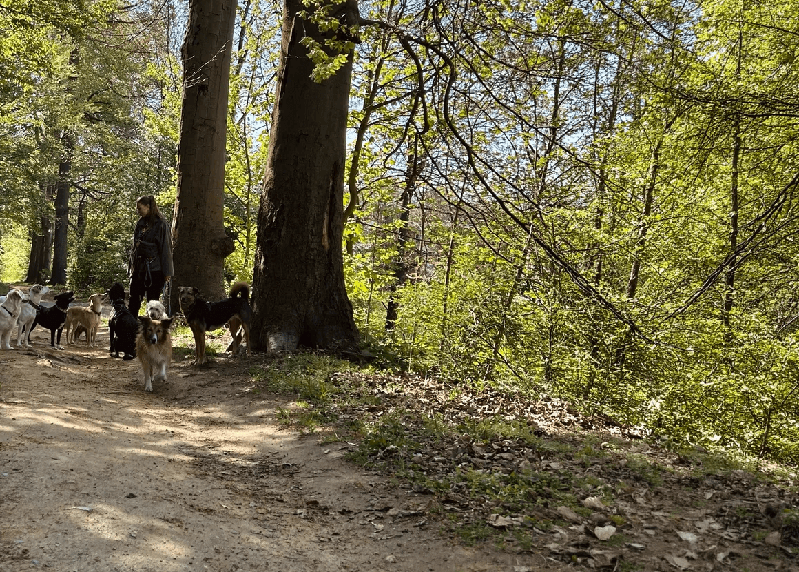 Hundegruppe mit Xenia im Wald