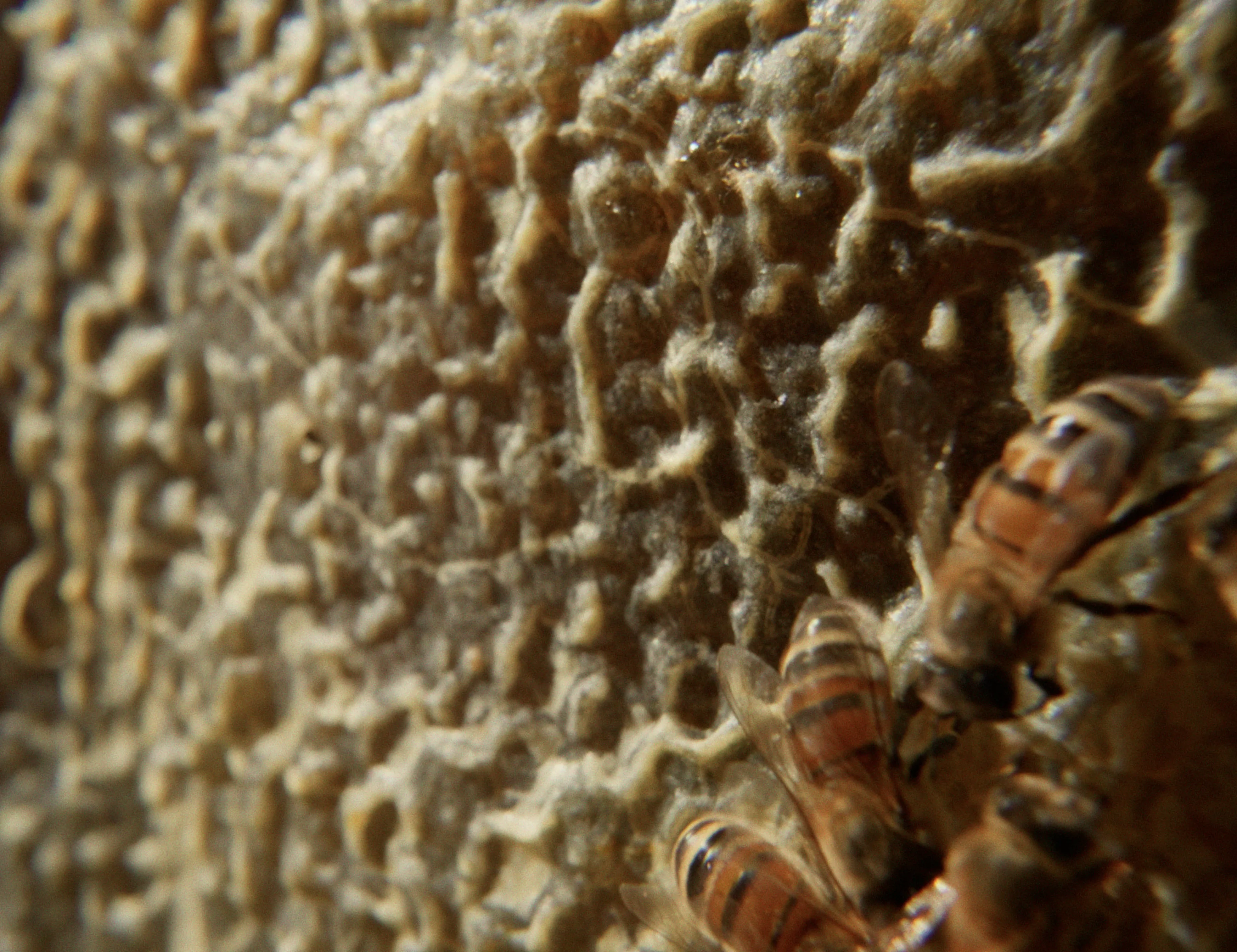 Honey bees on a richly textured honeycomb