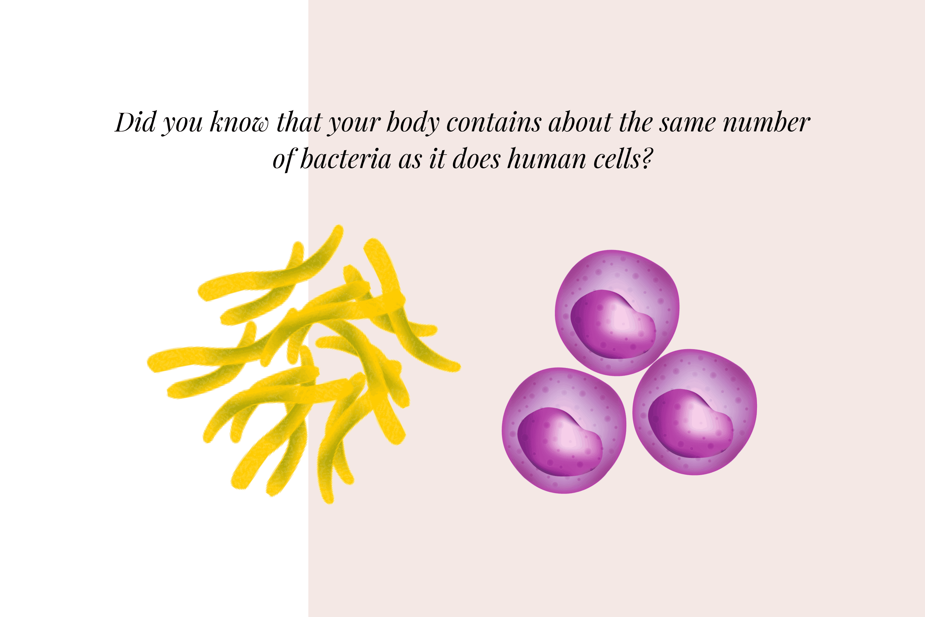 Comparison graphic showing bacteria and human cells in equal proportions
