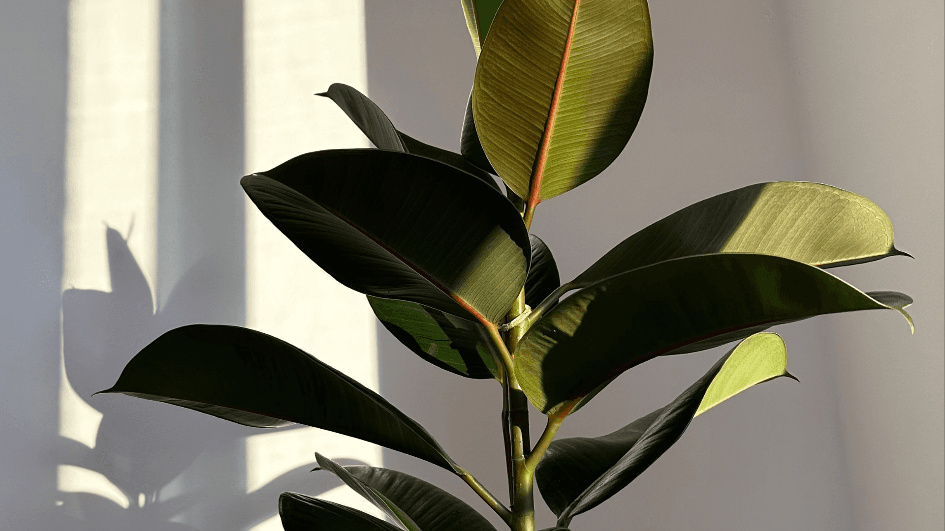 A serene and elegant spa space with wooden reclining chairs and white cushions. Golden sunlight filters through a cascading water feature, creating a peaceful atmosphere. Tropical plants and candles add to the relaxing ambiance.