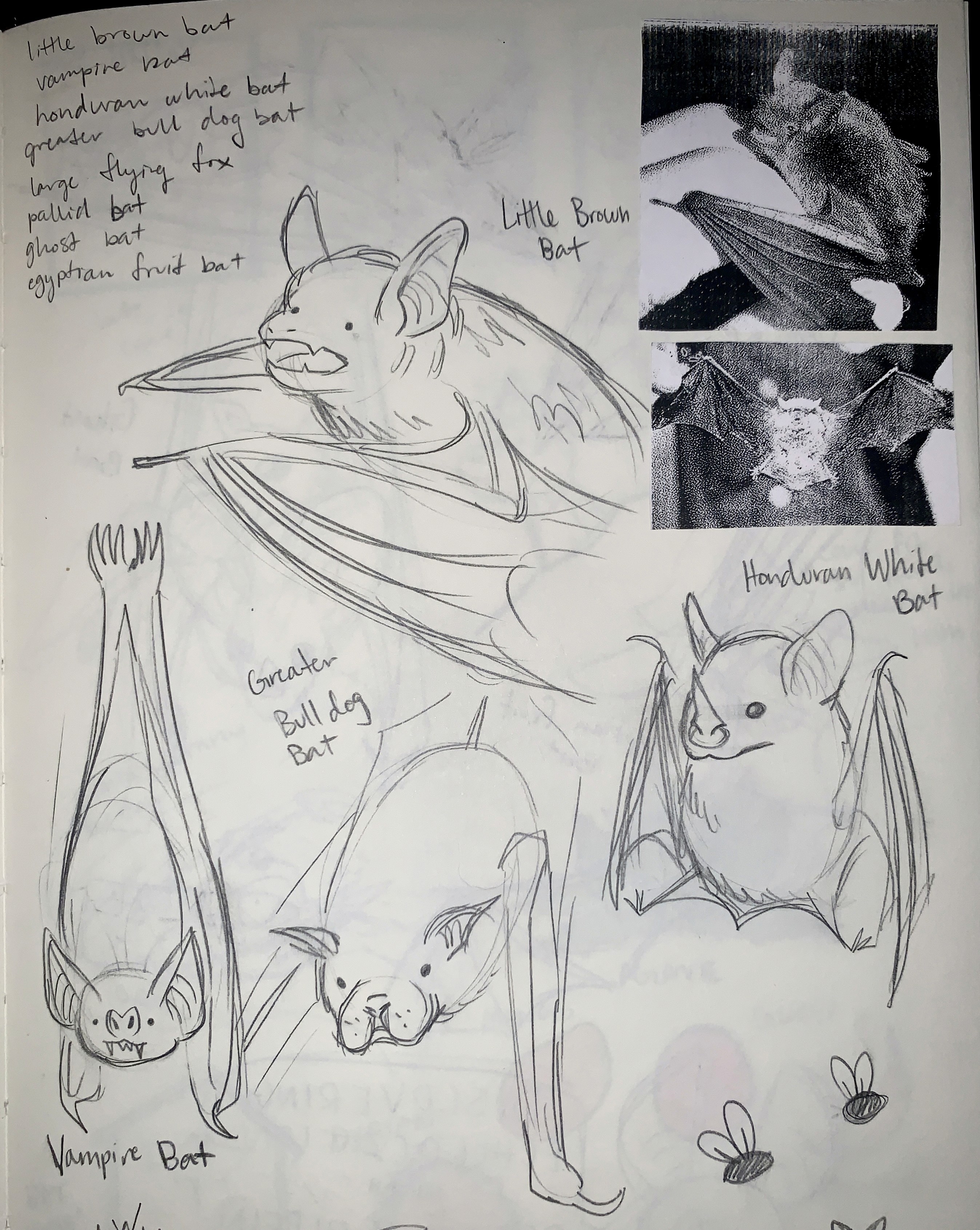 Sketches of another 4 types of bat