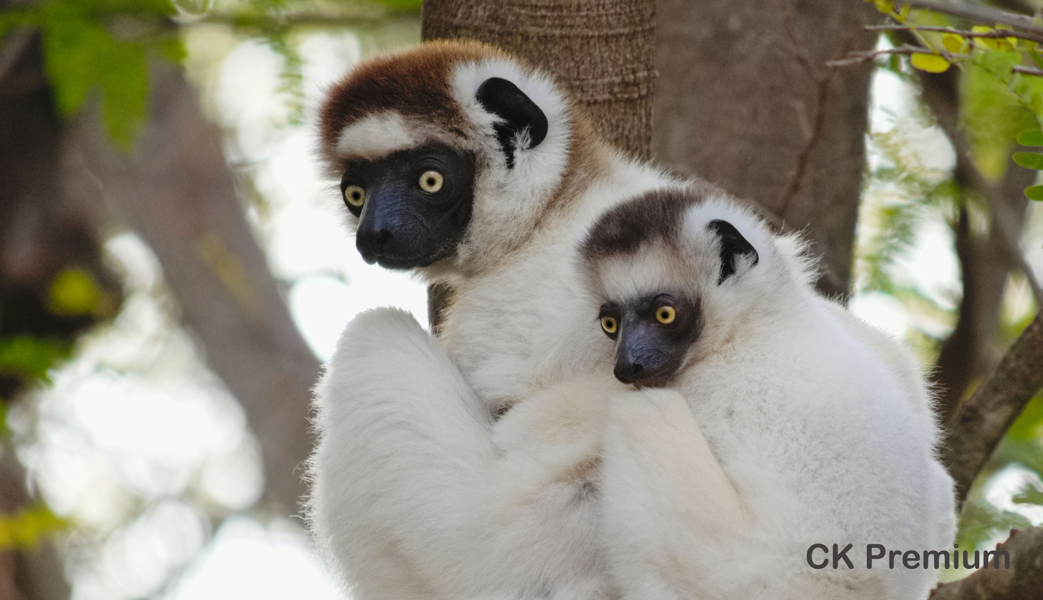 lemur Fulvus