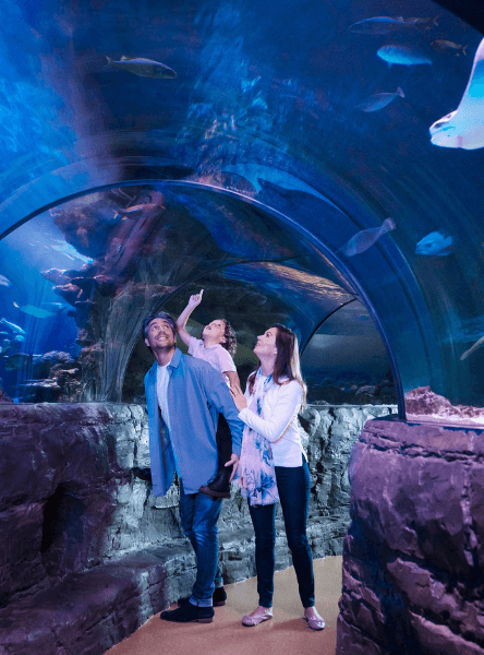 Tickets to the London Aquarium