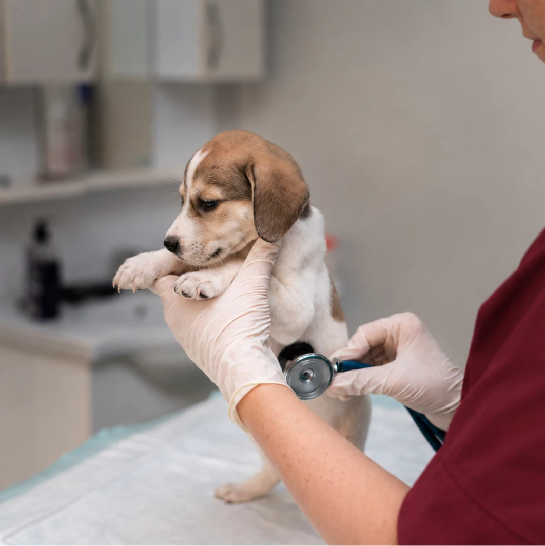  Capa do serviço de Consulta Veterinaria na Mooca com a estrutura da Way Care