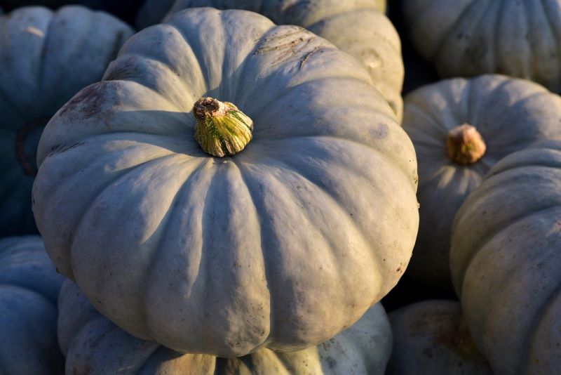 Zucca mantovana