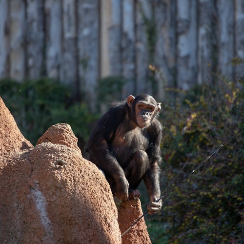 Um chimpanzé está sentado em uma formação rochosa com vegetação e uma cerca de madeira ao fundo.