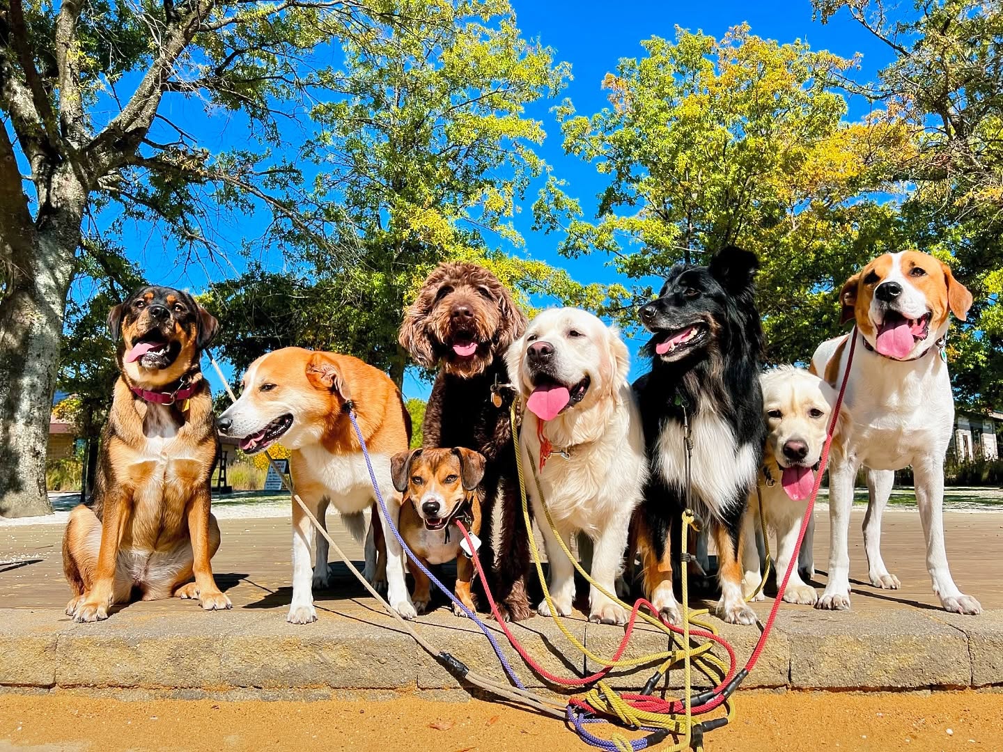 Eight dogs on leashes lined up together during dog walking in Maryland