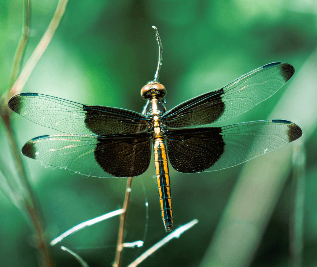 Transparent dragonfly
