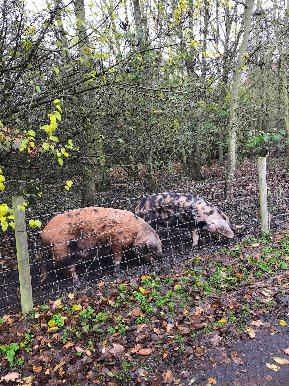 2 Rare Breed Free Range Pigs in Woodland