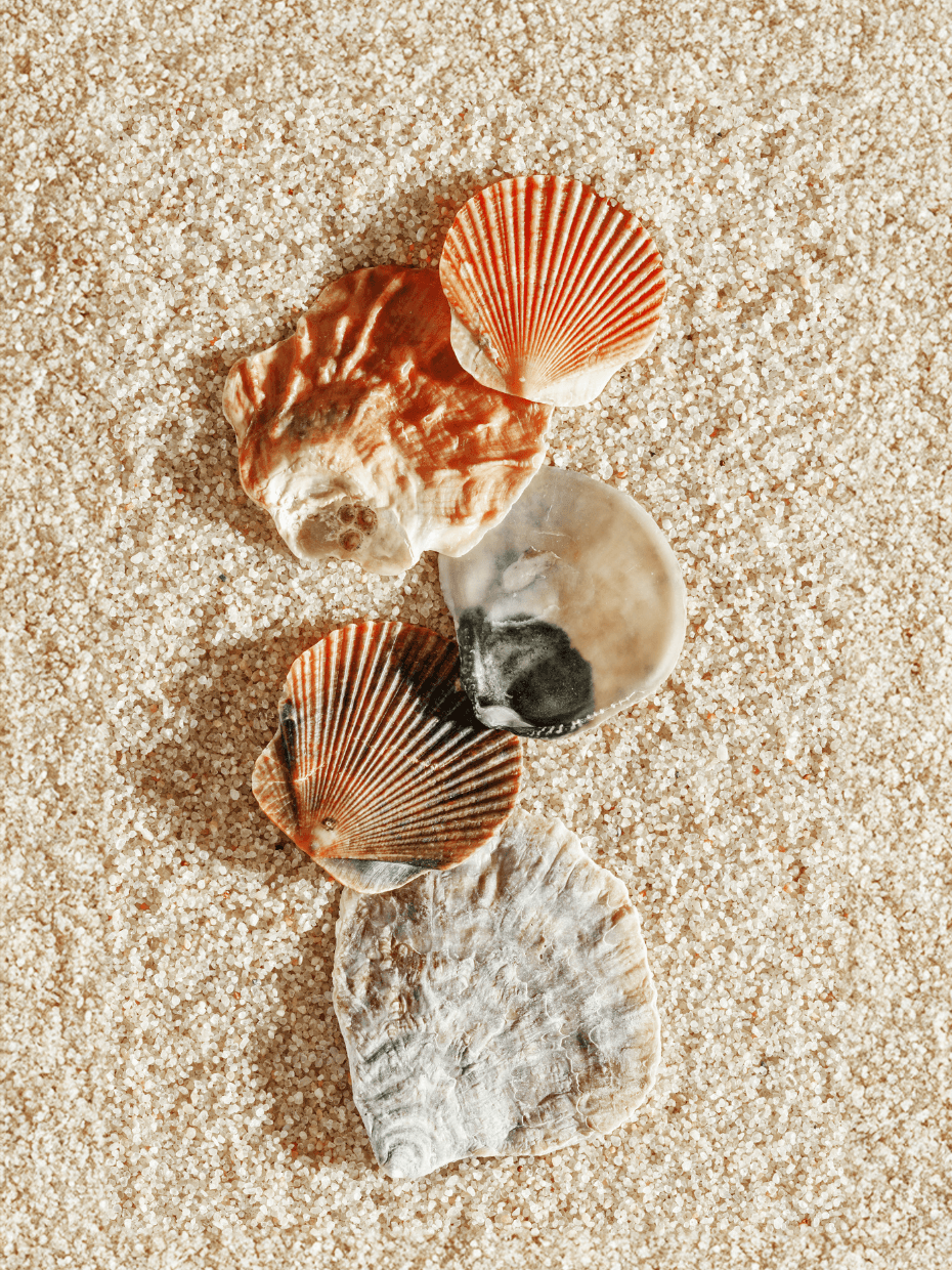 Boho styled photo of five shells on the sand