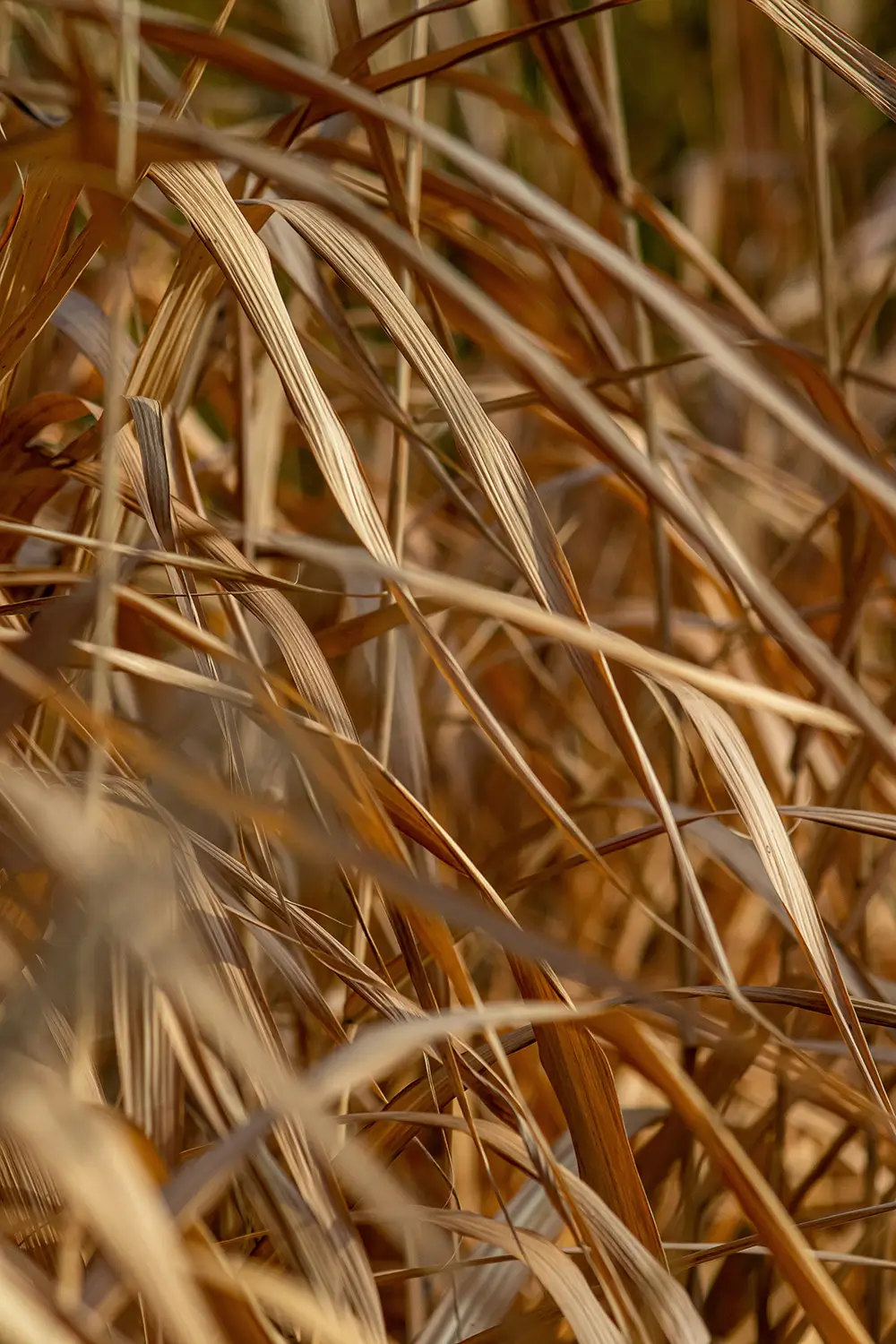 Close-up of dry grass strands with warm brown tones, creating a textured natural background.