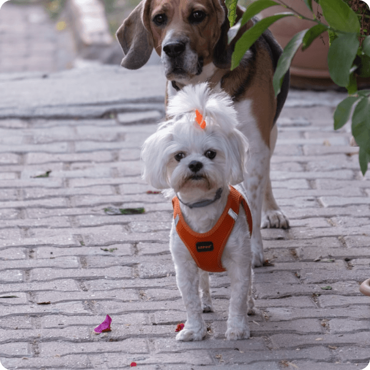 Happy Napo customer with their pet
