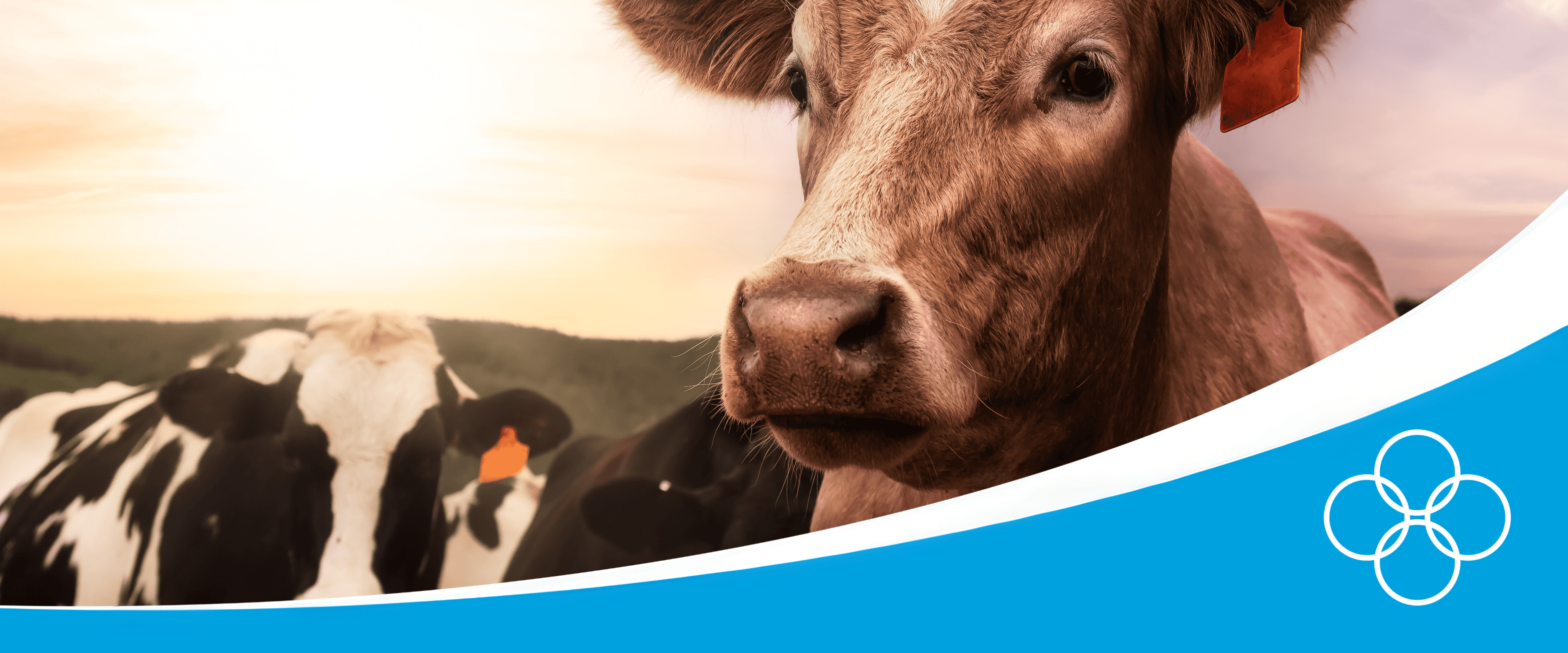 Dairy cow