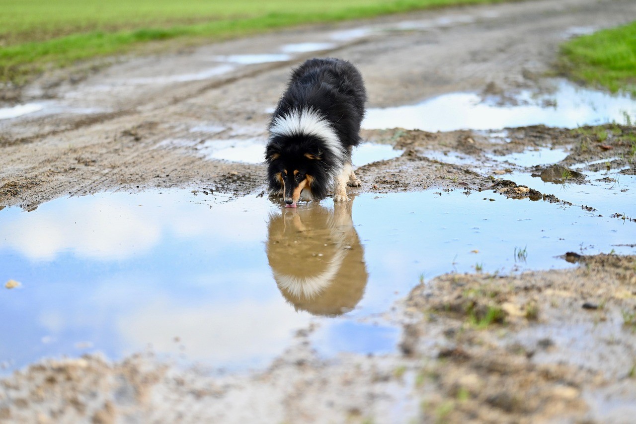 A dog is drinking from a puddle, showing a major mode of transmission for leptospirosis.