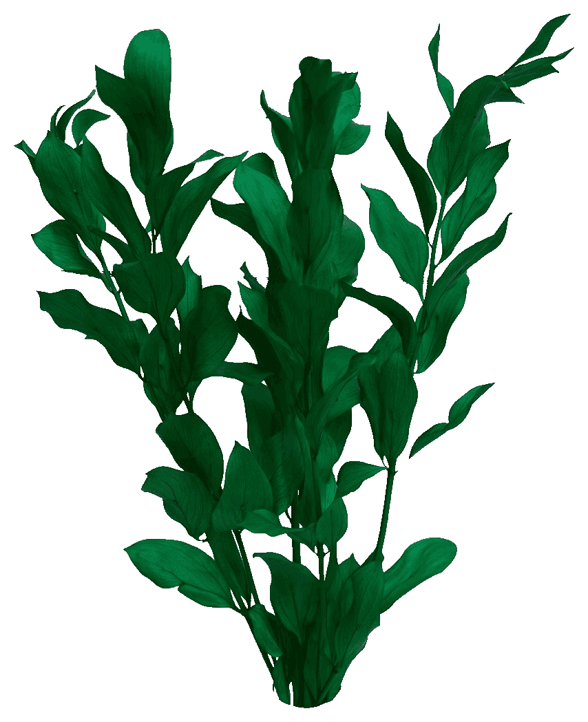 Preserved ruscus. Explore available colors.