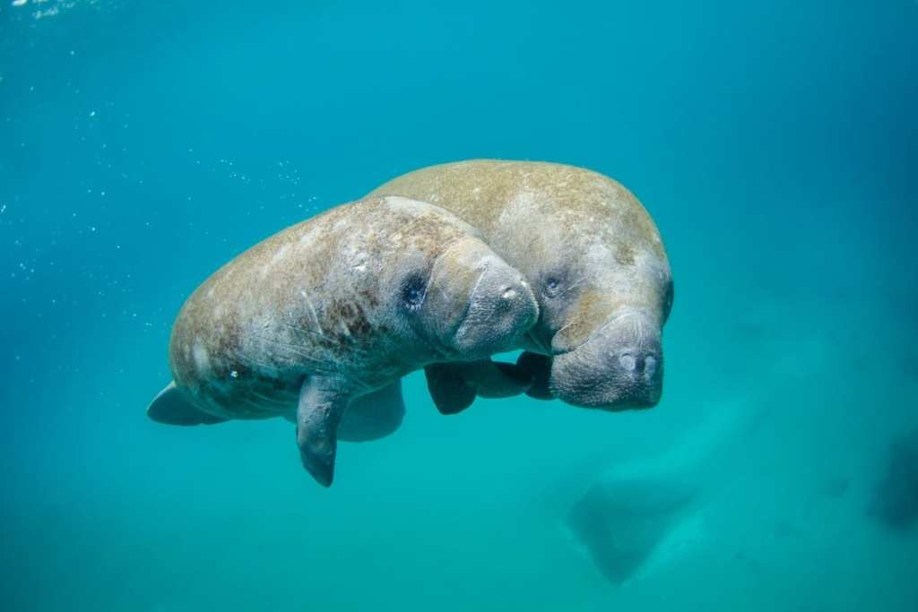 Dugong in Hol Chan Marine, Belize.