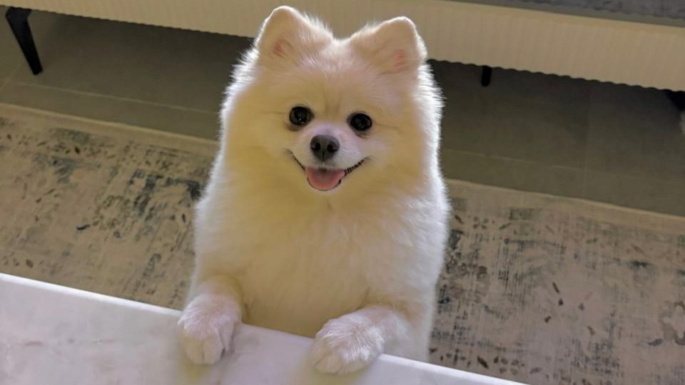 A white Pomeranian is standing on a carpet and leaning its arms on a table.