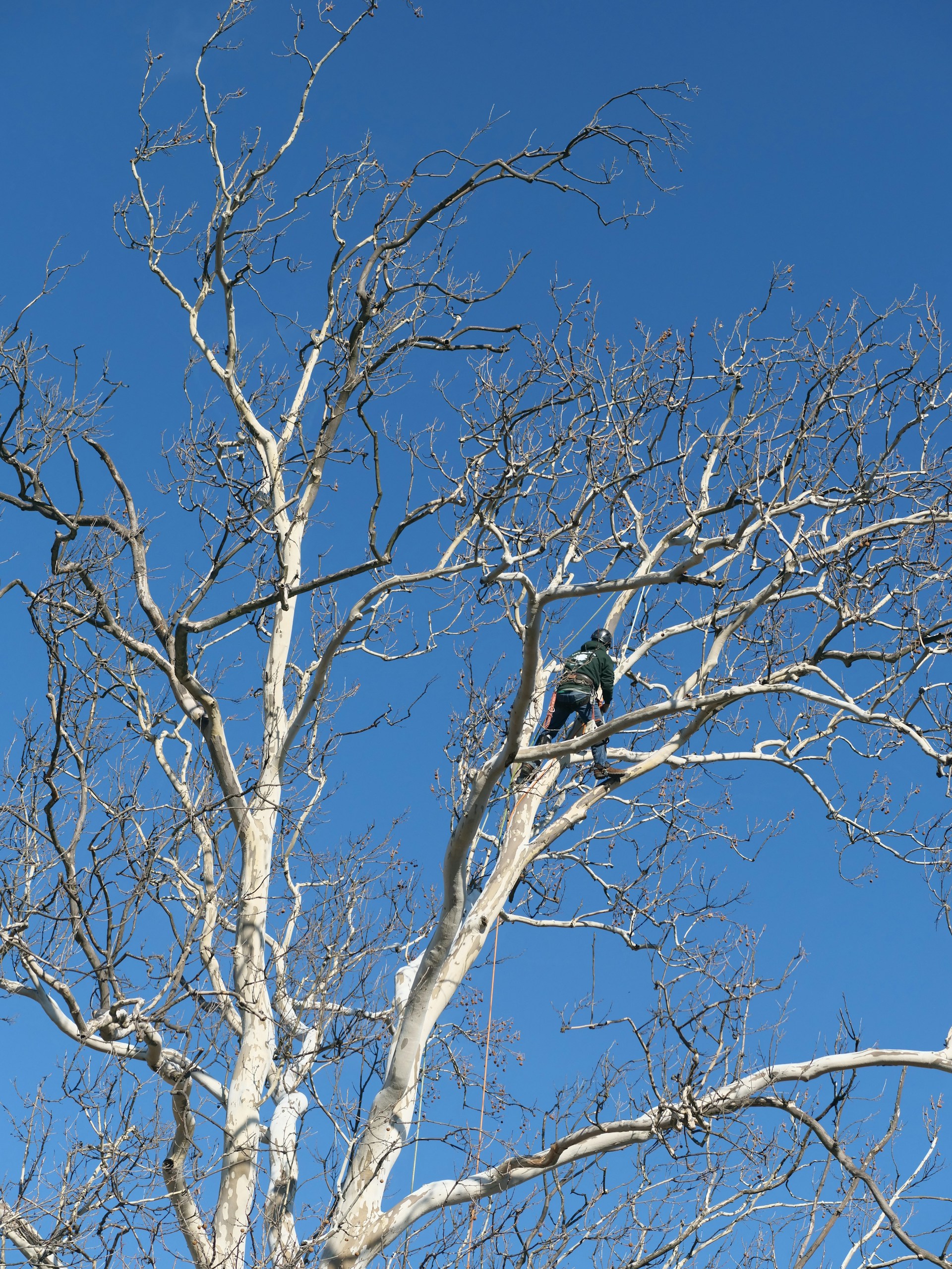 a brick path with a garden of flowers and trees