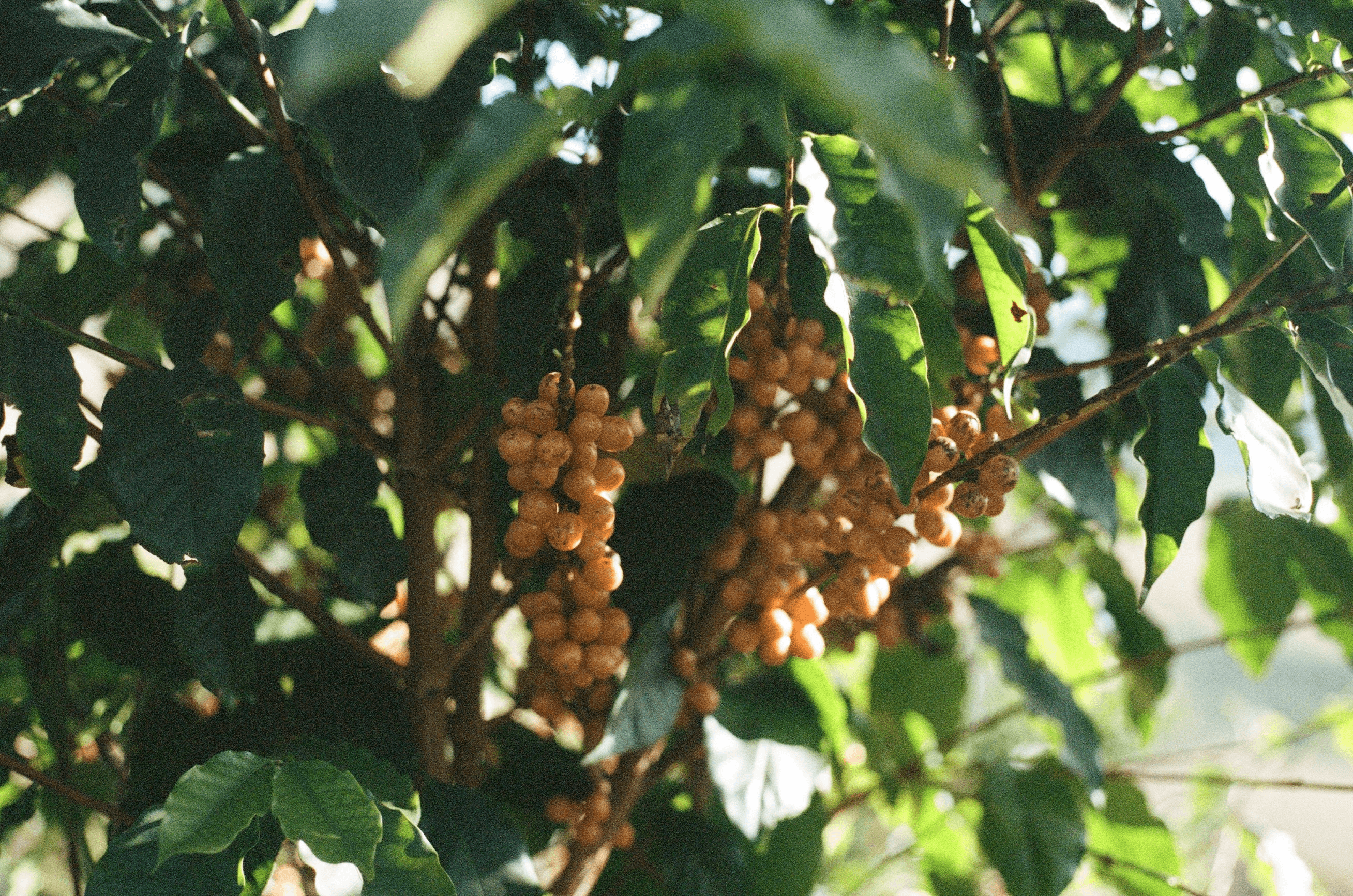 Clusters of ripe yellow coffee cherries growing on a coffee plant, surrounded by glossy green leaves and partially shaded by sunlight.